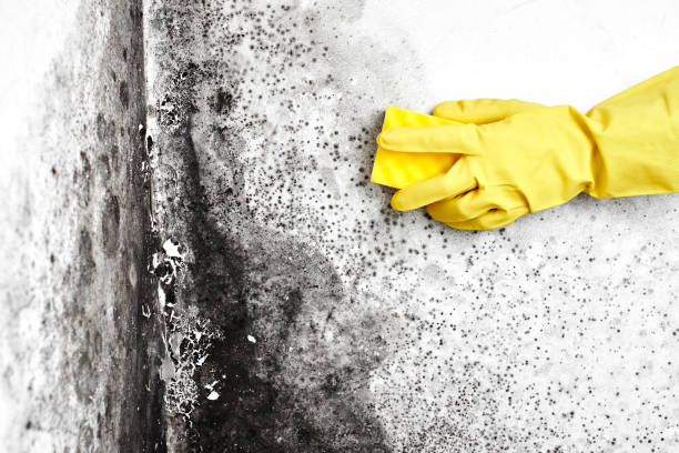 Best Residential Mold Remediation in Crown Heights, NY
