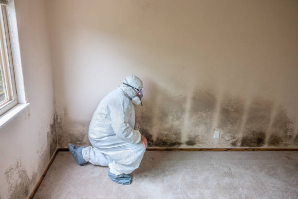 Crown Heights, NY Mold Remediation Company