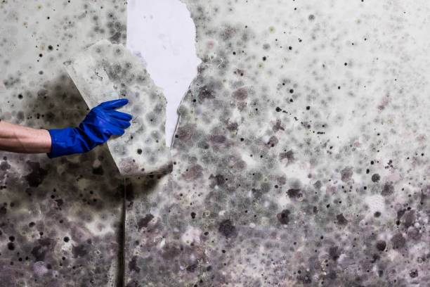 Best Post-Flood Mold Remediation in Crown Heights, NY